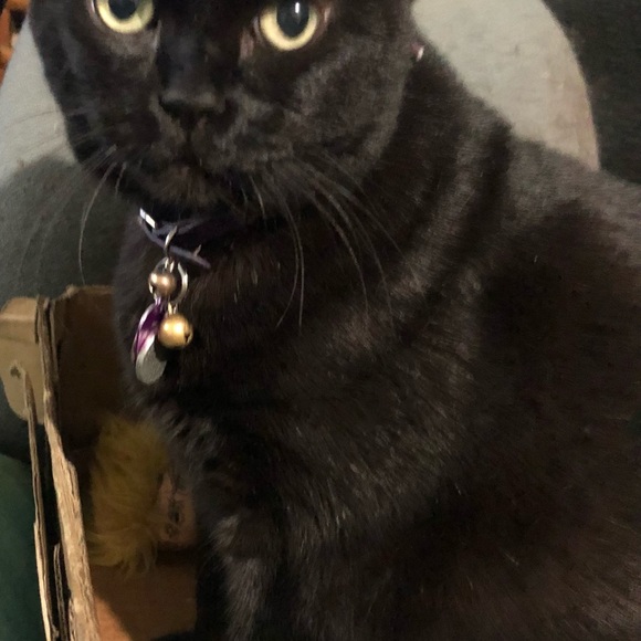 Meet your Posher, Angela - Picture 5 of 6